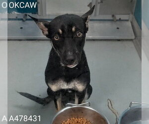 Australian Kelpie-Unknown Mix Dogs for adoption in Oklahoma City, OK, USA
