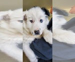 Small Photo #2 Border Collie Puppy For Sale in PARKER, CO, USA
