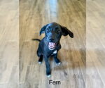 Small #2 Labrador Retriever Mix