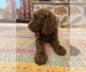 Medium Goldendoodle