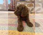 Puppy Ruby Goldendoodle