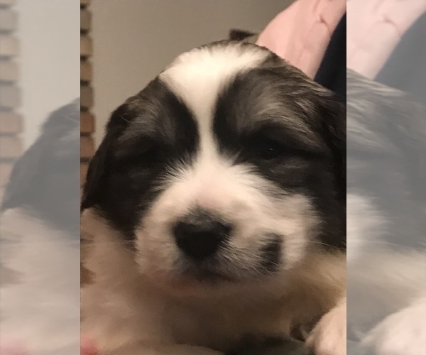 Medium Photo #1 Great Pyrenees Puppy For Sale in BAZETTA, OH, USA