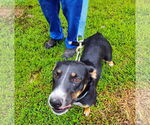 Small #1 German Shepherd Dog Mix
