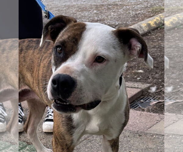 Medium Photo #3 Mutt Puppy For Sale in Rustburg, VA, USA