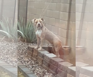 American Pit Bull Terrier-Unknown Mix Dogs for adoption in phoenix, AZ, USA