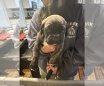 Small Photo #35 Cane Corso-Saint Bernard Mix Puppy For Sale in LIVERMORE, CA, USA