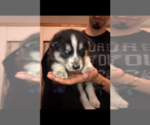 Small Photo #19 Siberian Husky Puppy For Sale in WASHBURN, WI, USA