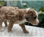 Small #12 Aussie-Poo-Miniature Bernedoodle Mix