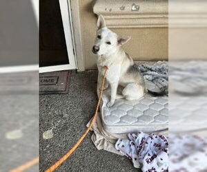 German Shepherd Dog Dogs for adoption in Stockton, CA, USA