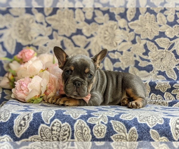 Medium Photo #5 French Bulldog Puppy For Sale in QUARRYVILLE, PA, USA