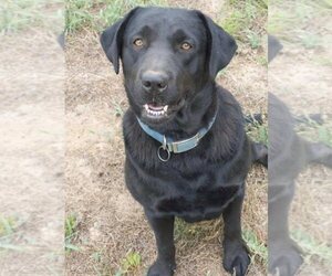 Labrador Retriever Dogs for adoption in WAGENER, SC, USA
