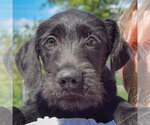 Small Irish Wolfhound Mix