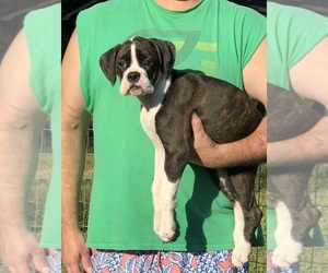Boxer Puppy for sale in MIDDLETON, TN, USA