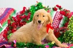 Small Photo #2 Golden Retriever Puppy For Sale in PLYMOUTH, OH, USA