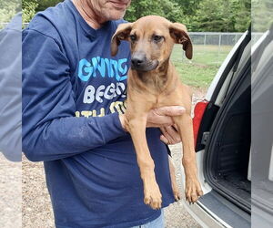 Mutt Dogs for adoption in Mooresville, NC, USA