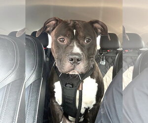 Ace - Male Mutt Dog for Adoption - Photo #2