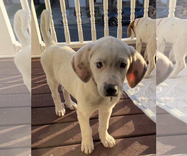 Medium Photo #3 Bluetick Coonhound-Great Pyrenees Mix Puppy For Sale in Staten Island, NY, USA