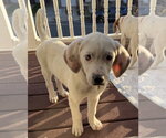 Small #2 Bluetick Coonhound-Great Pyrenees Mix