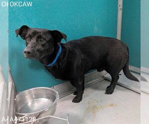 Dachshund-Unknown Mix Dogs for adoption in Oklahoma City, OK, USA