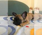 Small Photo #8 French Bulldog Puppy For Sale in BAY VIEW, WI, USA