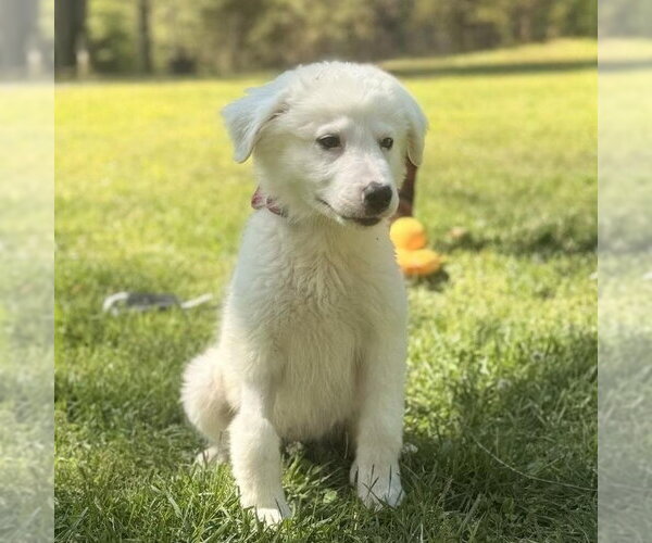 Medium Photo #1 Great Pyrenees Puppy For Sale in Yardley, PA, USA