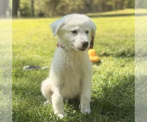 Great Pyrenees Dogs for adoption in Yardley, PA, USA