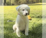 Small Great Pyrenees