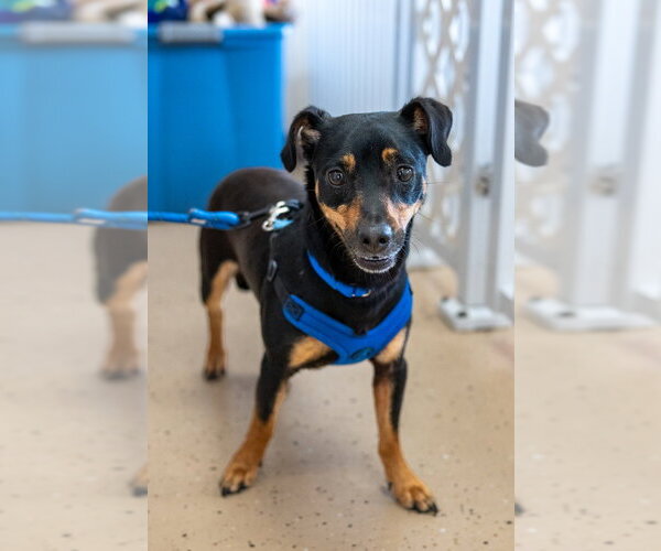 Medium Photo #9 Chihuahua-Unknown Mix Puppy For Sale in Mundelein, IL, USA