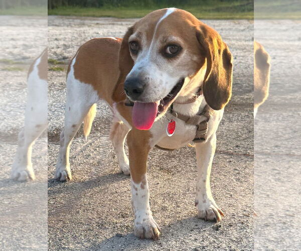 Medium Photo #1 Beagle Puppy For Sale in Dunnellon, FL, USA