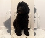 Small #3 Poodle (Standard)