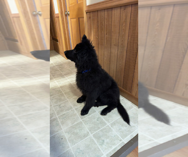 Medium Photo #5 German Shepherd Dog Puppy For Sale in CORNELL, MI, USA
