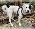 Small #10 Great Pyrenees Mix