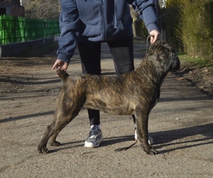 Cane Corso Puppy for sale in Smederevska Palanka, Central Serbia, Serbia