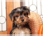 Small #1 Yorkshire Terrier