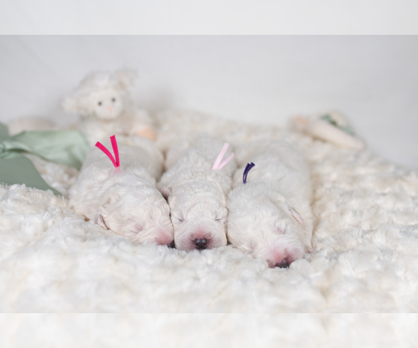 Medium Photo #13 Maremma Sheepdog Puppy For Sale in CONWAY, MO, USA