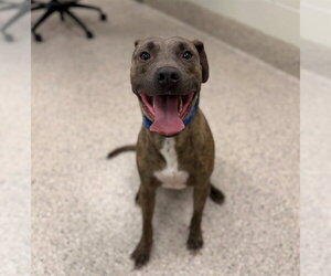 Mutt Dogs for adoption in Brighton, CO, USA