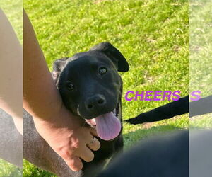 Labrador Retriever-Unknown Mix Dogs for adoption in The Woodlands, TX, USA