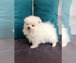 Small Photo #4 Pomeranian Puppy For Sale in DES PLAINES, IL, USA