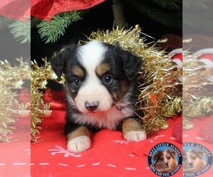 Miniature Australian Shepherd Puppy for sale in GRANBURY, TX, USA