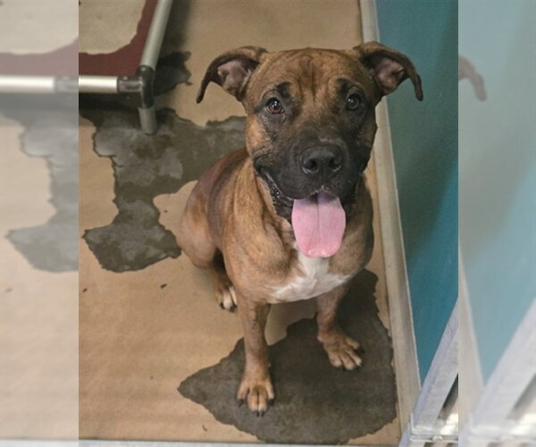 Medium Photo #2 Boxer-Unknown Mix Puppy For Sale in Texas City, TX, USA