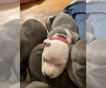 Small Photo #3 American Pit Bull Terrier Puppy For Sale in LAKEWOOD, CO, USA