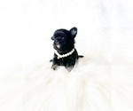 Image preview for Ad Listing. Nickname: Mr Twinkles