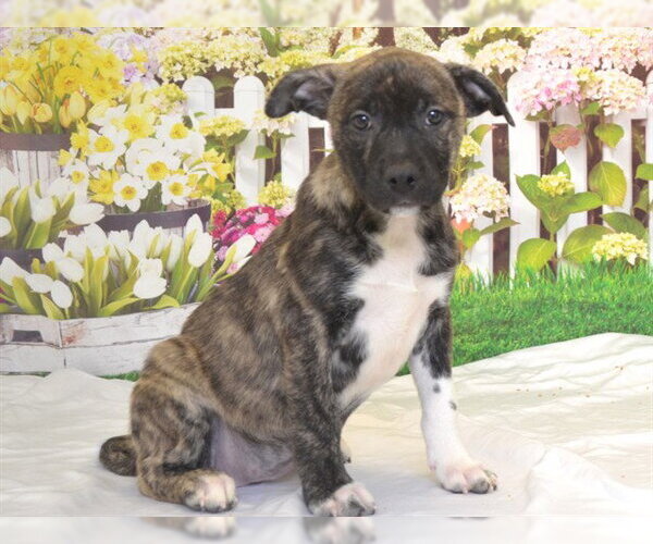 Medium Photo #2 Mutt Puppy For Sale in Oroville, CA, USA
