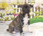 Small #1 Mutt