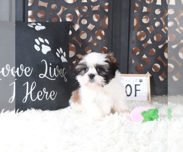 Medium Photo #2 Shih Tzu Puppy For Sale in MOUNT VERNON, OH, USA