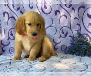 Golden Retriever Puppy for sale in LANCASTER, PA, USA