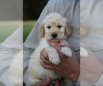 Small Photo #8 Goldendoodle Puppy For Sale in FREDONIA, KY, USA