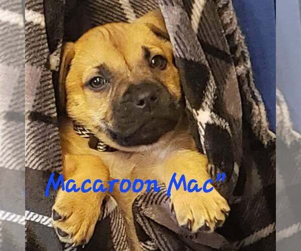 Medium Photo #4 Bullboxer Pit Puppy For Sale in Aurora, IN, USA