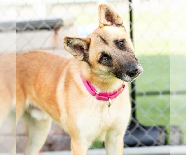 Medium Photo #2 German Shepherd Dog Puppy For Sale in Camarillo, CA, USA