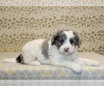 Small #1 Miniature Bernedoodle